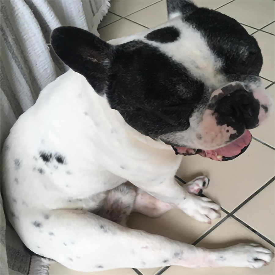 BARTOLOMEU