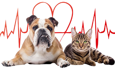 ECOCARDIOGRAMA