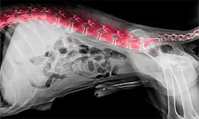 RADIOLOGIA